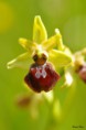 /album/orchidees/ophrys-sphegodes-jpg/
